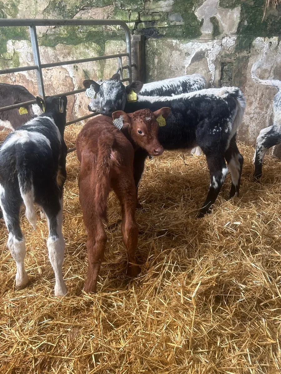 🌟5 Speckled/Shorthorn heifer calves 🌟No Moves - Image 3