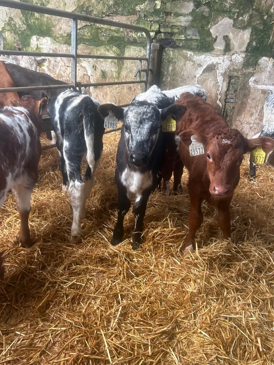 🌟5 Speckled/Shorthorn heifer calves 🌟No Moves - Image 2