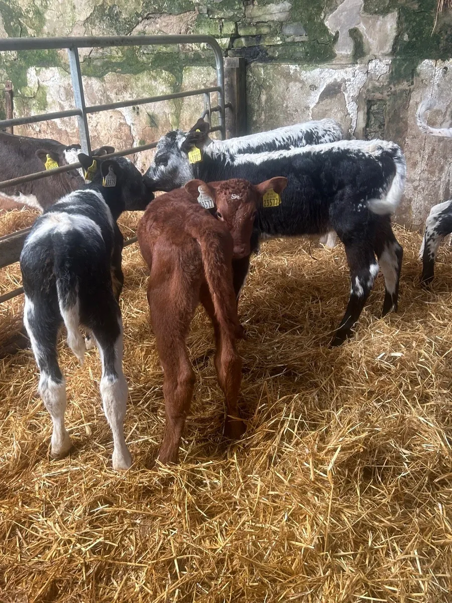 🌟5 Speckled/Shorthorn heifer calves 🌟No Moves - Image 4