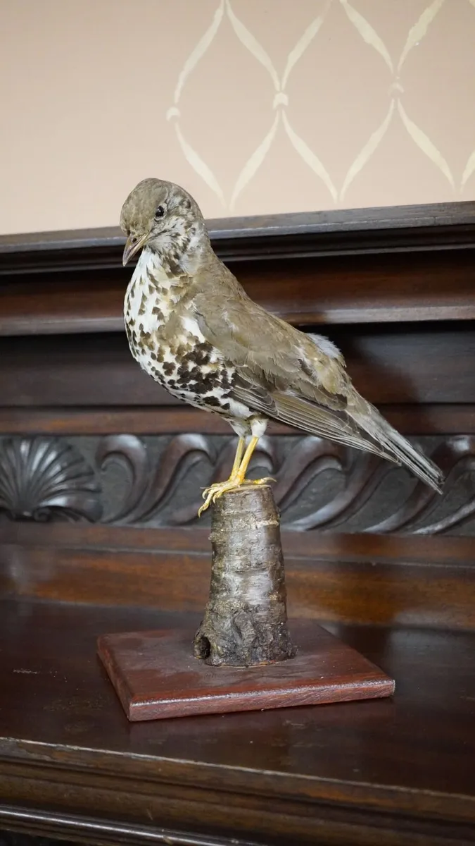 Vintage Taxidermy Mistle Thrush - Image 1