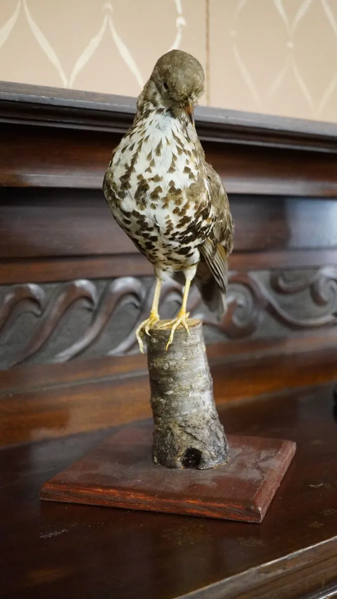 Vintage Taxidermy Mistle Thrush - Image 2