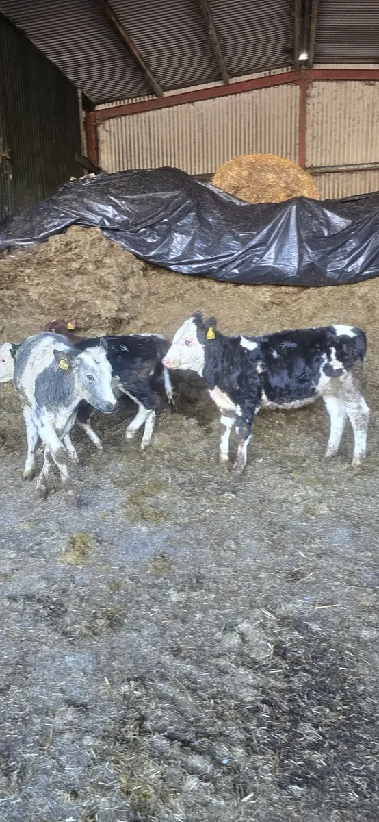 Weanlings - Image 1