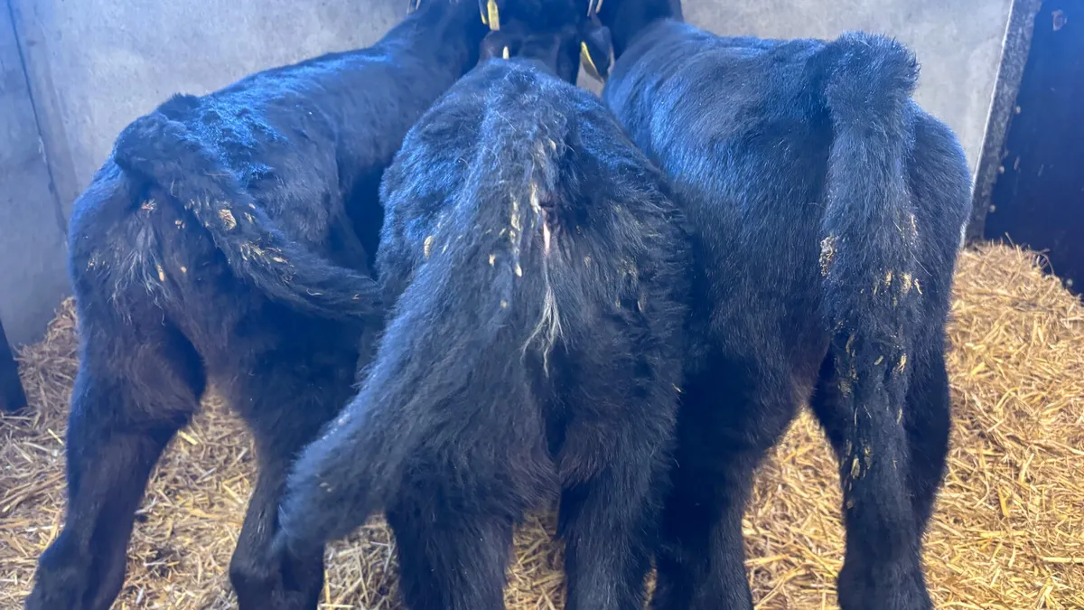 3 Quality Angus Heifer Calves - Image 3
