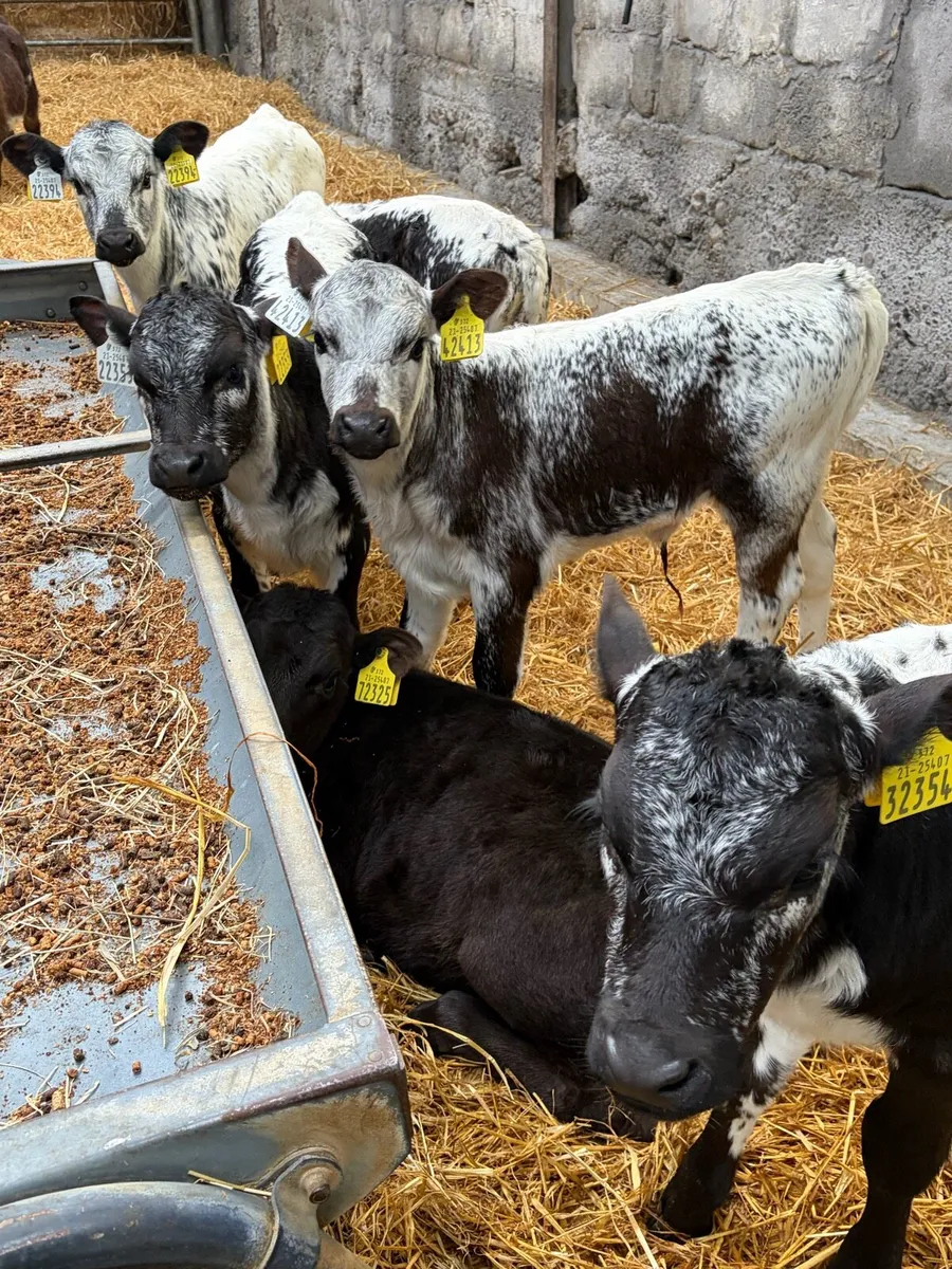 Speckled park heifers & Angus Bulls & Heifers - Image 1