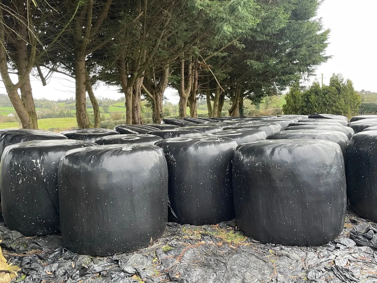 Round bales of silage - Image 1