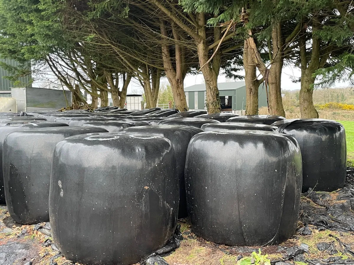 Round bales of silage - Image 2