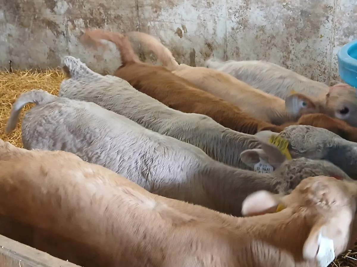 6 Charolais Heifer Calves - Image 1