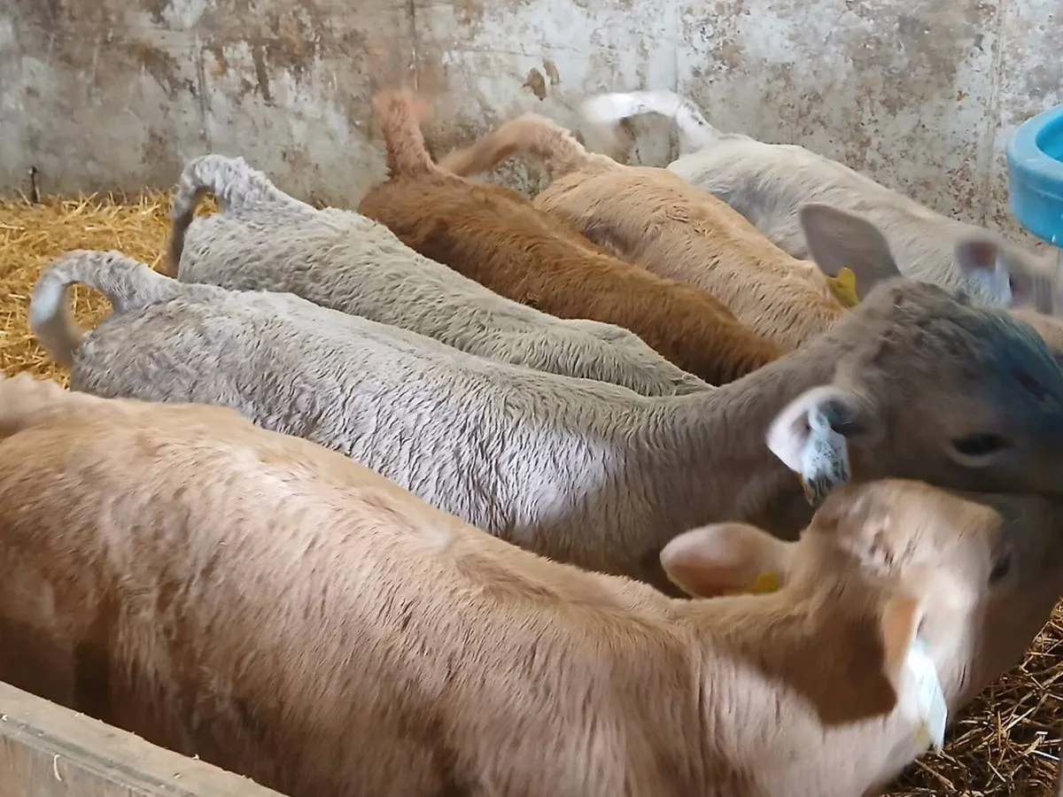 6 Charolais Heifer Calves - Image 2