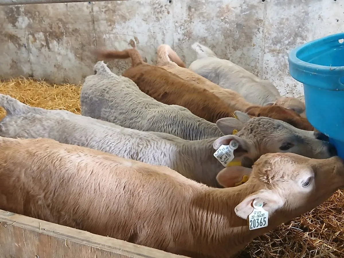 6 Charolais Heifer Calves - Image 3