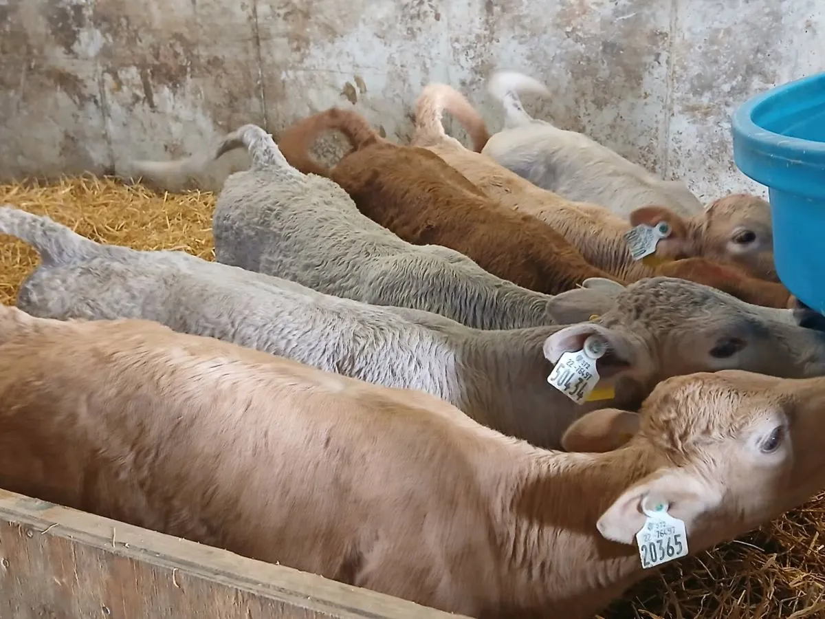 6 Charolais Heifer Calves - Image 4