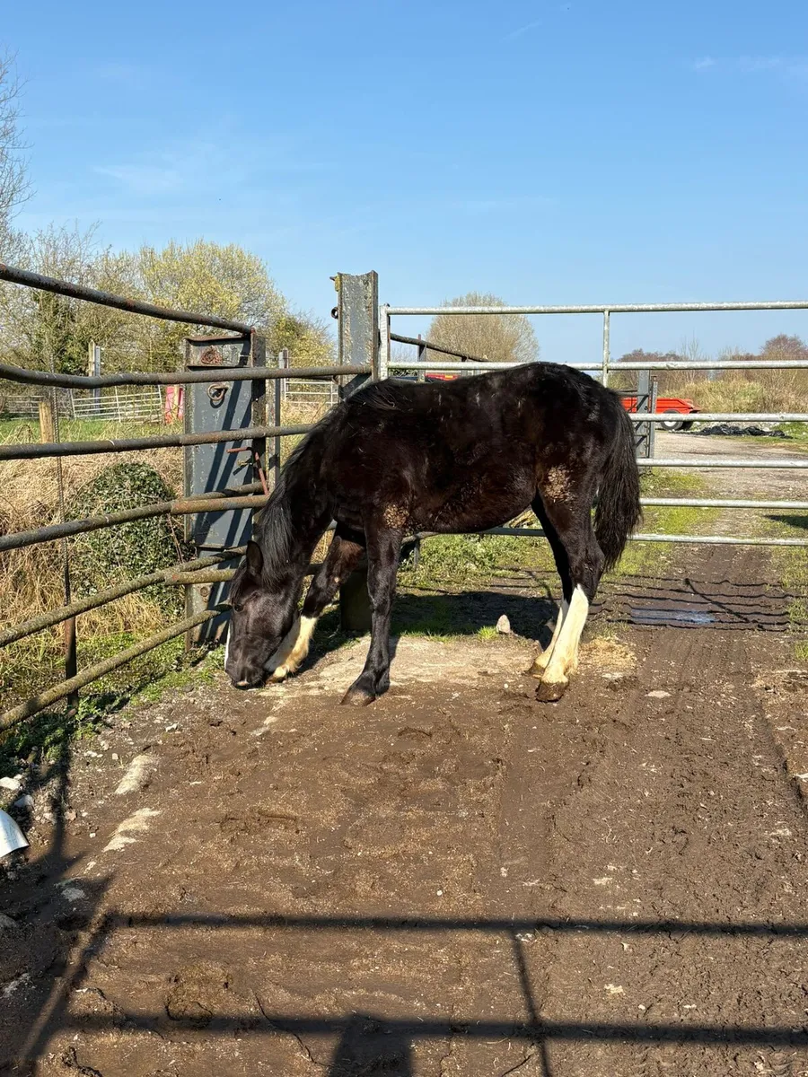 Black 3 white sock Rising 2 year old - Image 2