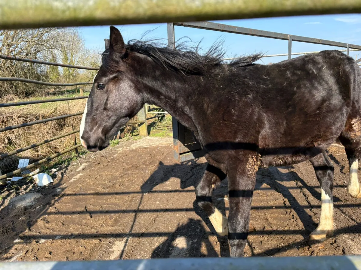 Black 3 white sock Rising 2 year old - Image 1