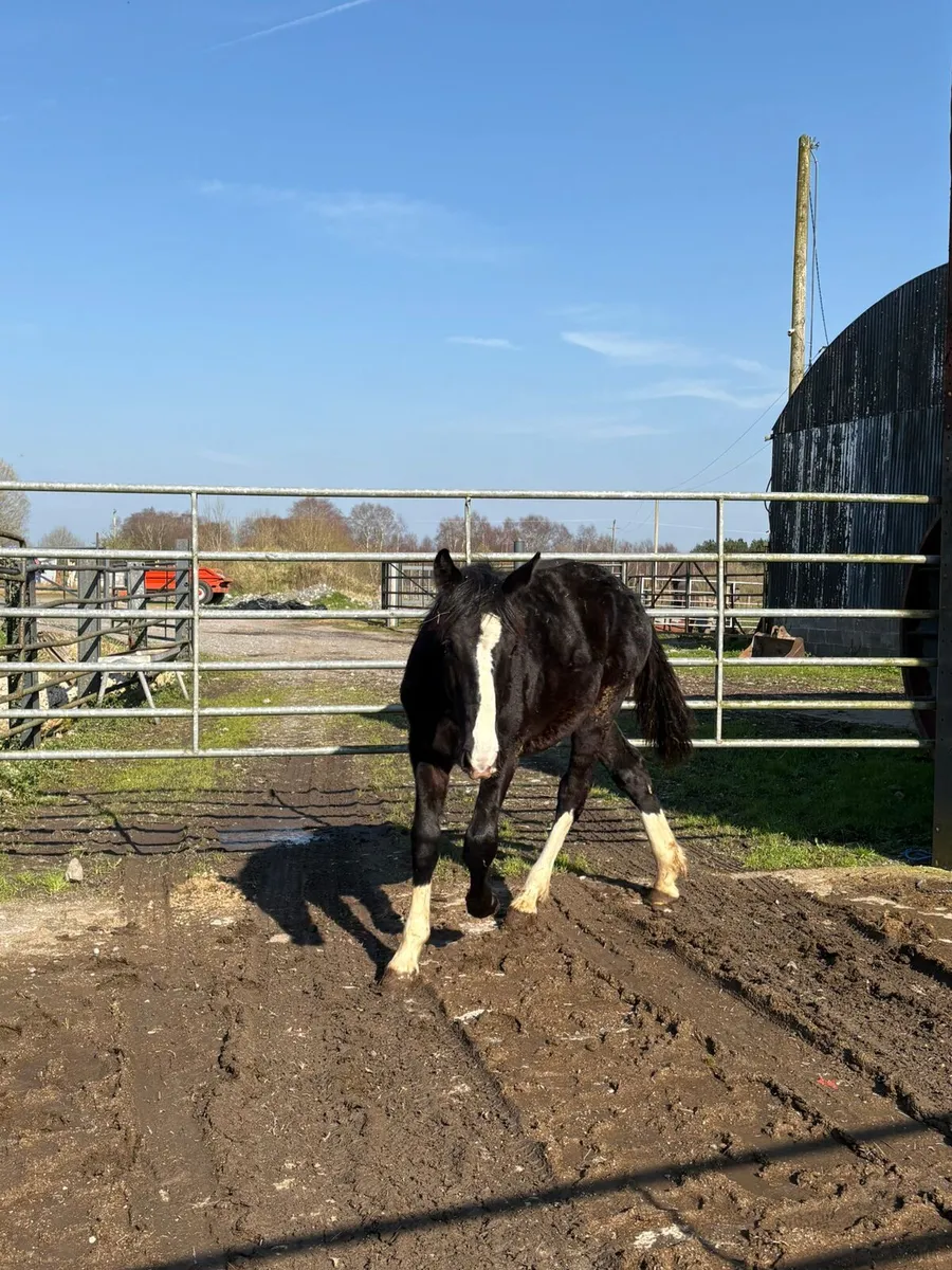 Black 3 white sock Rising 2 year old - Image 3