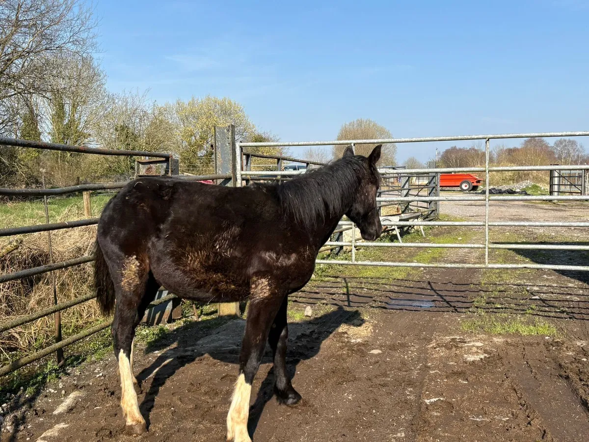 Black 3 white sock Rising 2 year old - Image 4