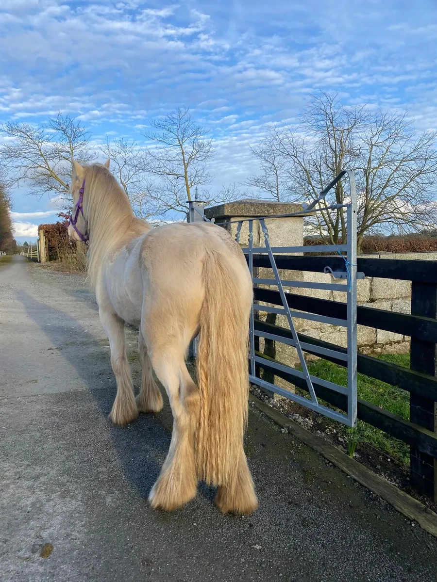 2 year old cremello filly. - Image 2