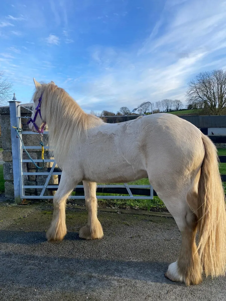 2 year old cremello filly. - Image 4