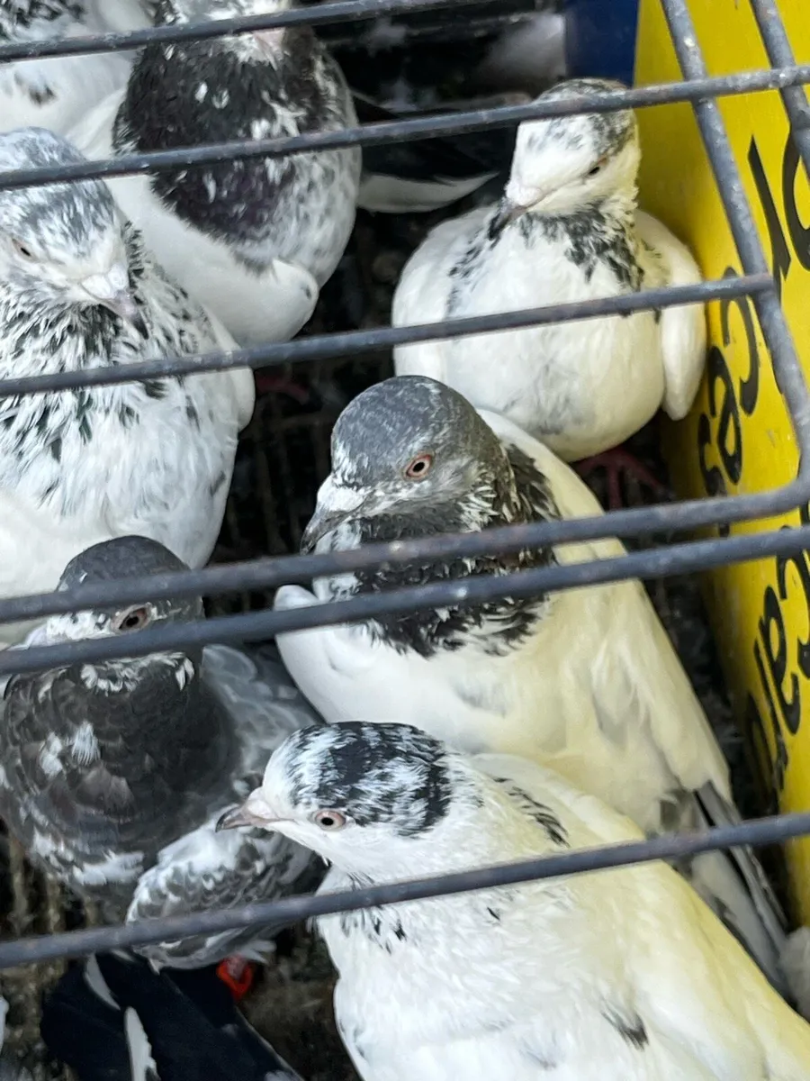 High flyer pigeon & Racer pigeon - Image 4