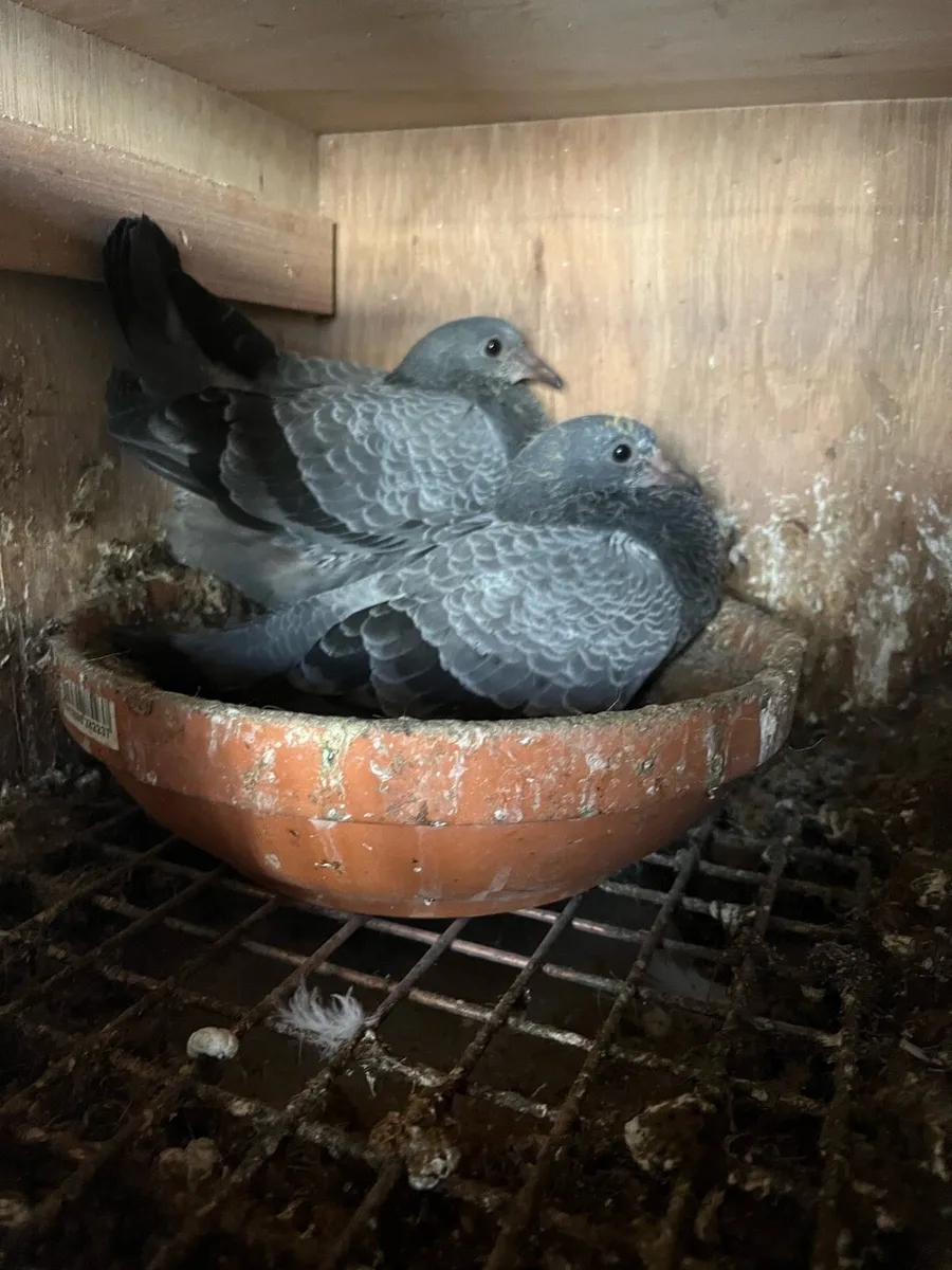 High flyer pigeon & Racer pigeon - Image 1