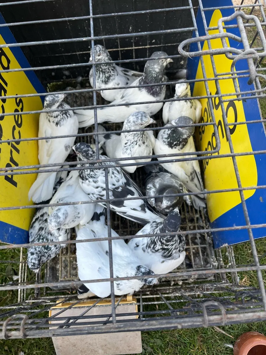 High flyer pigeon & Racer pigeon - Image 2