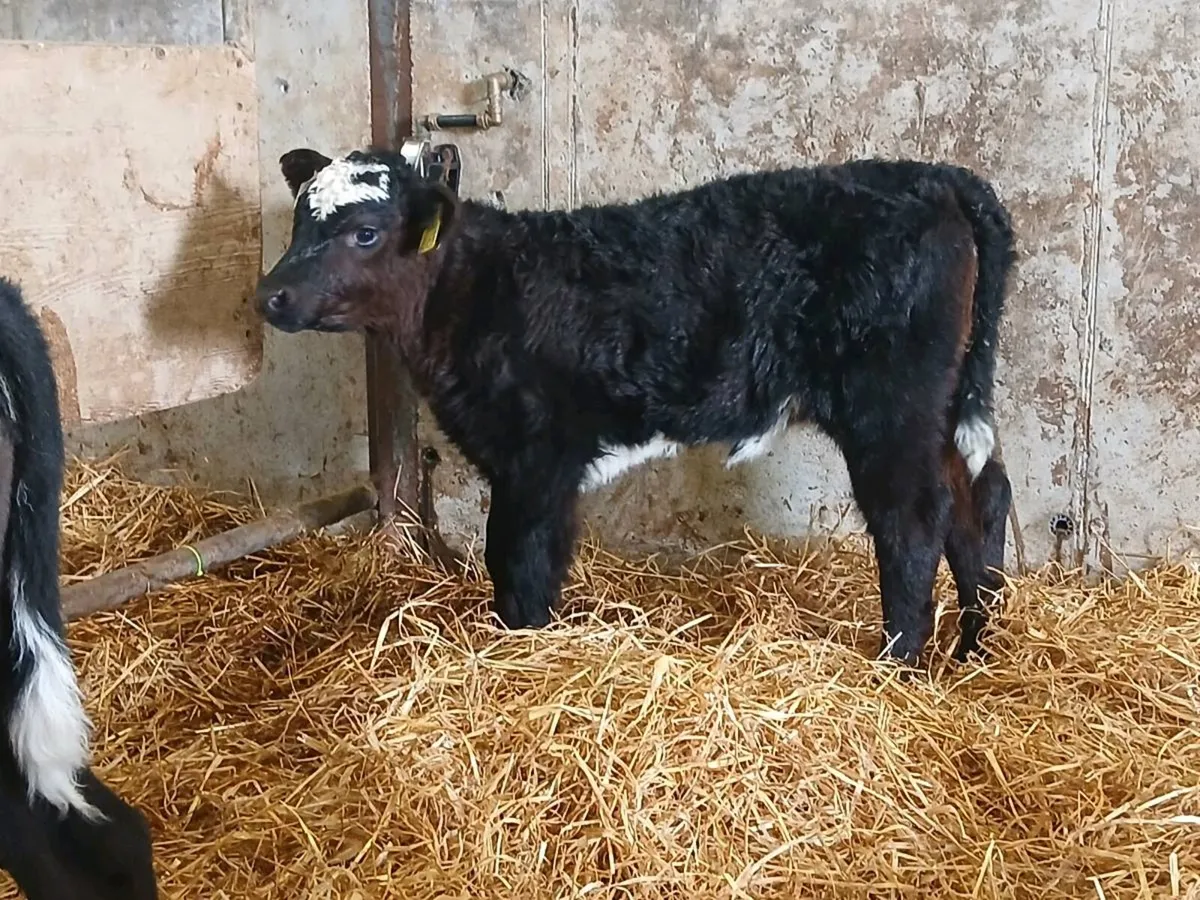 3 Smashing Heifer Calves - Image 2