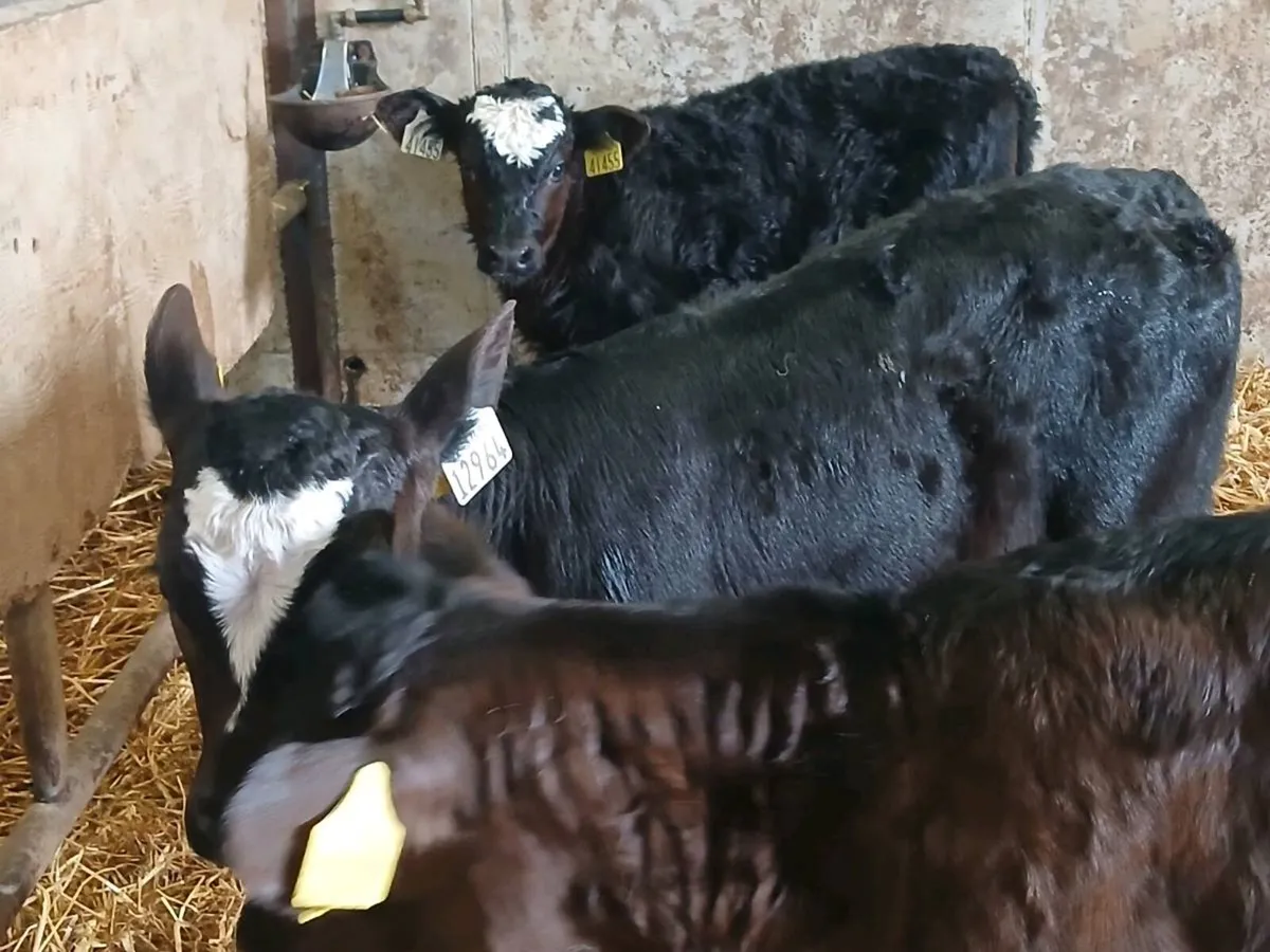 3 Smashing Heifer Calves - Image 3