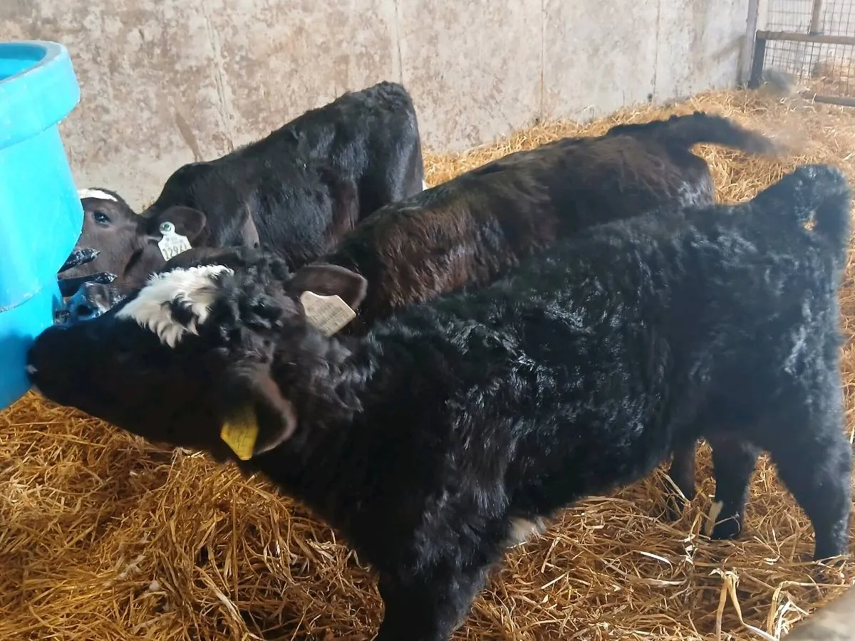3 Smashing Heifer Calves - Image 1