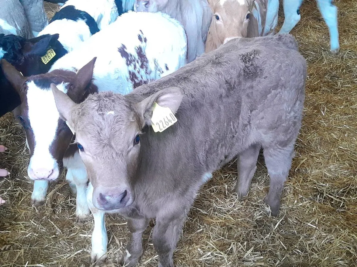 Charolais calves - Image 2