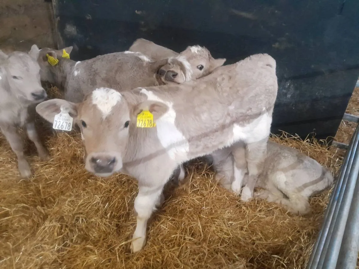 Charolais calves - Image 4