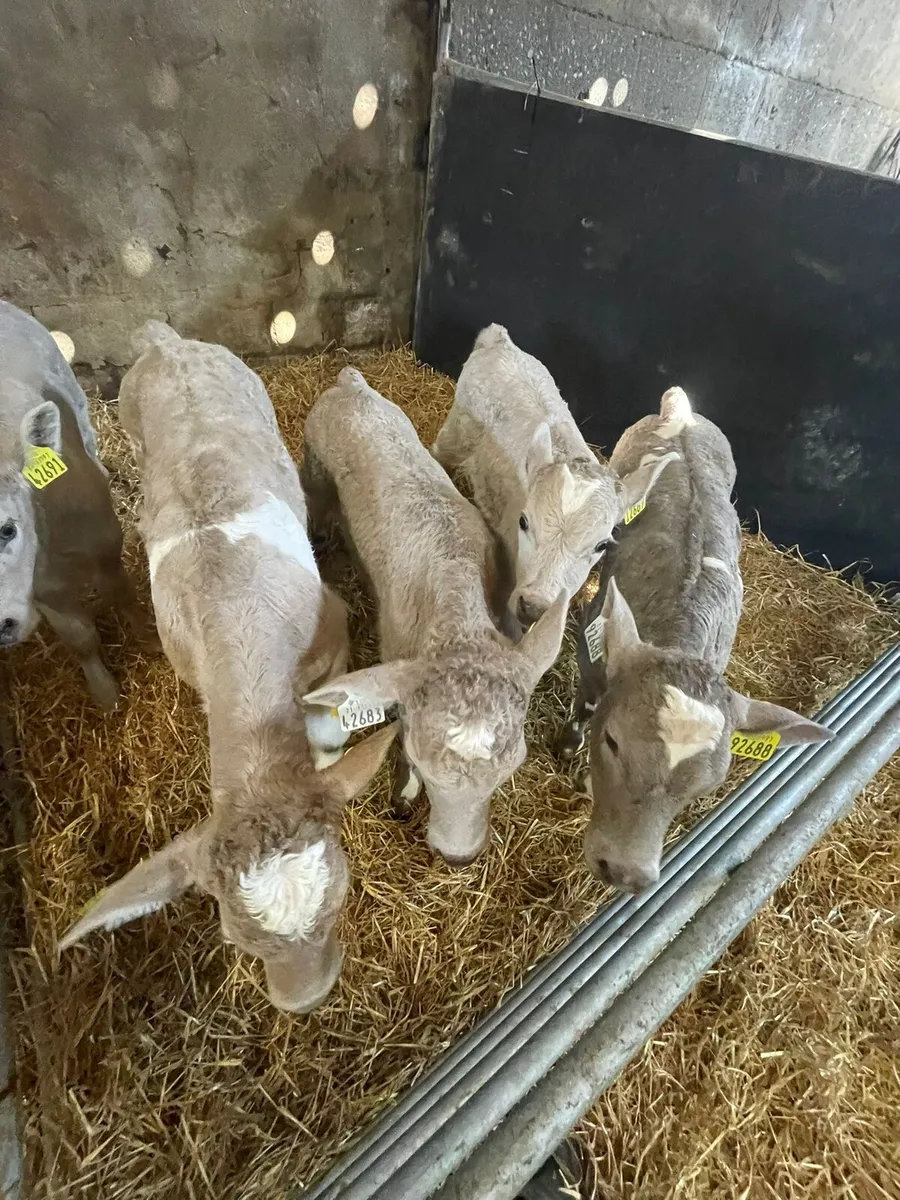 Charolais calves - Image 1