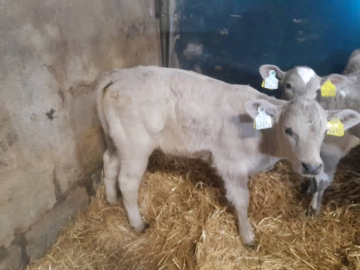 Charolais calves - Image 3
