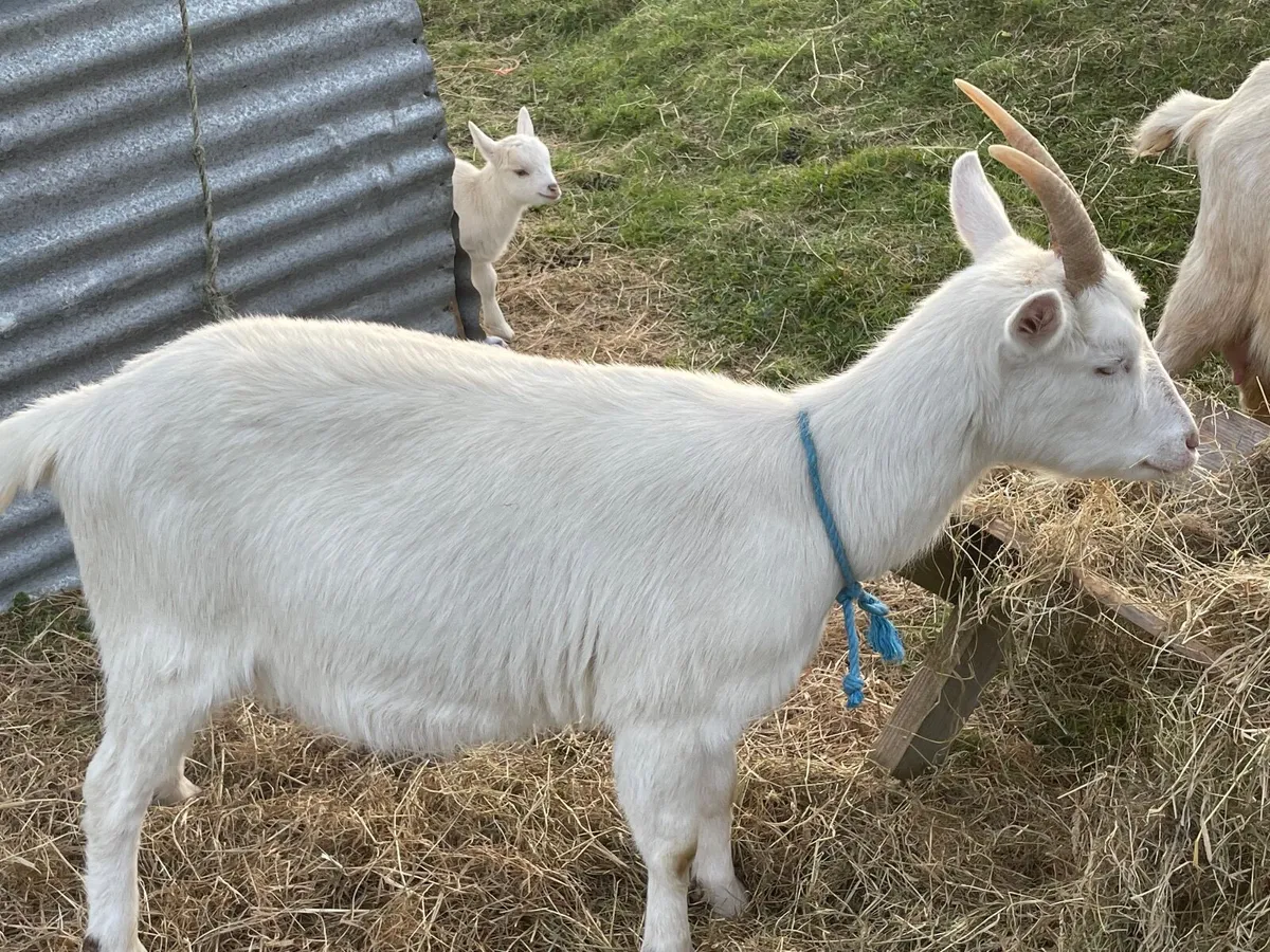 Goat - Image 1
