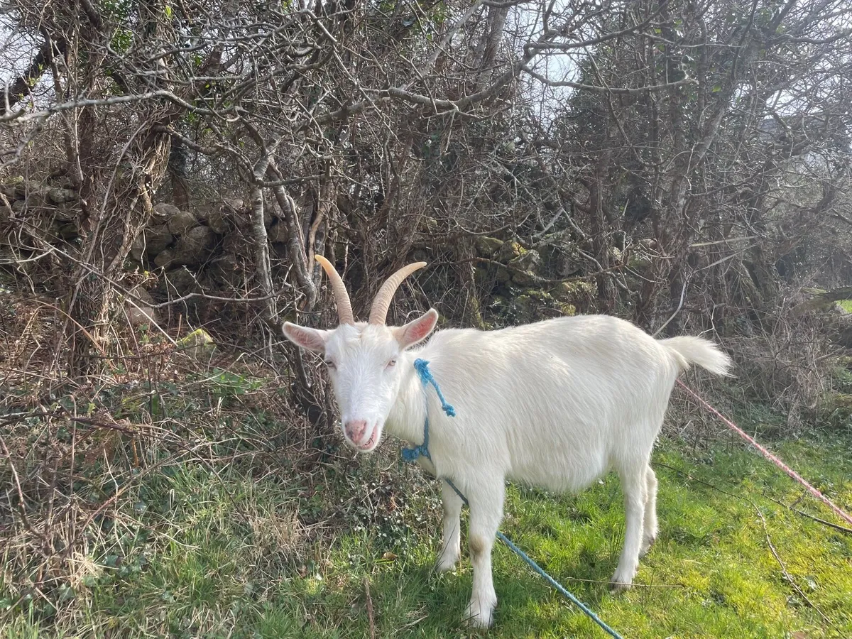 Goat - Image 2