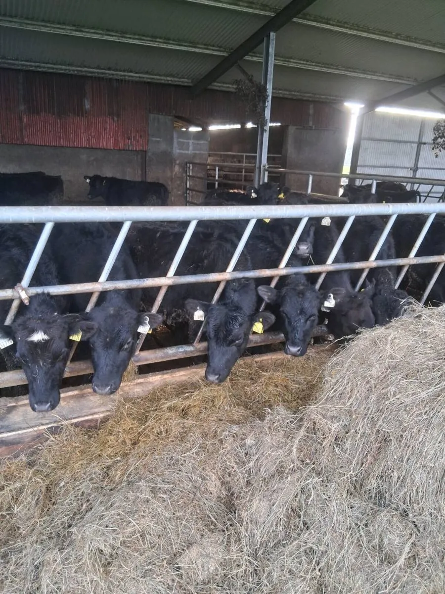 Quality angus & Hereford one year old bullocks. - Image 1