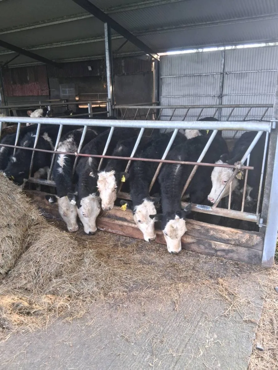 Quality angus & Hereford one year old bullocks. - Image 2