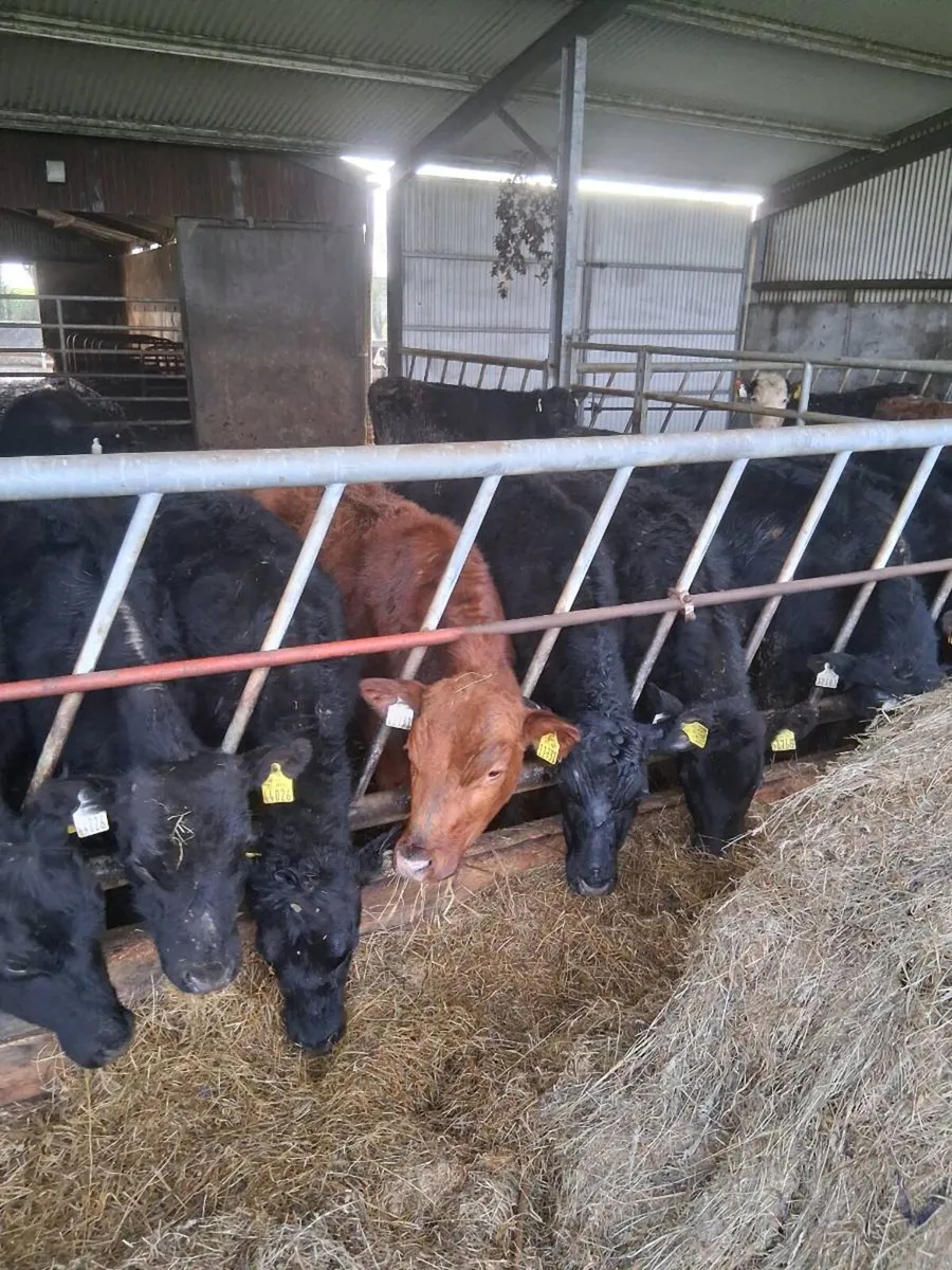 Quality angus & Hereford one year old bullocks. - Image 3