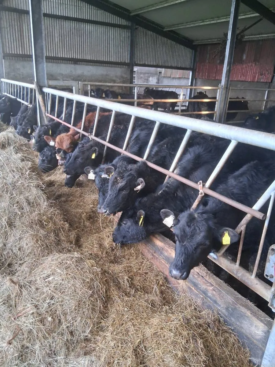 Quality angus & Hereford one year old bullocks. - Image 4