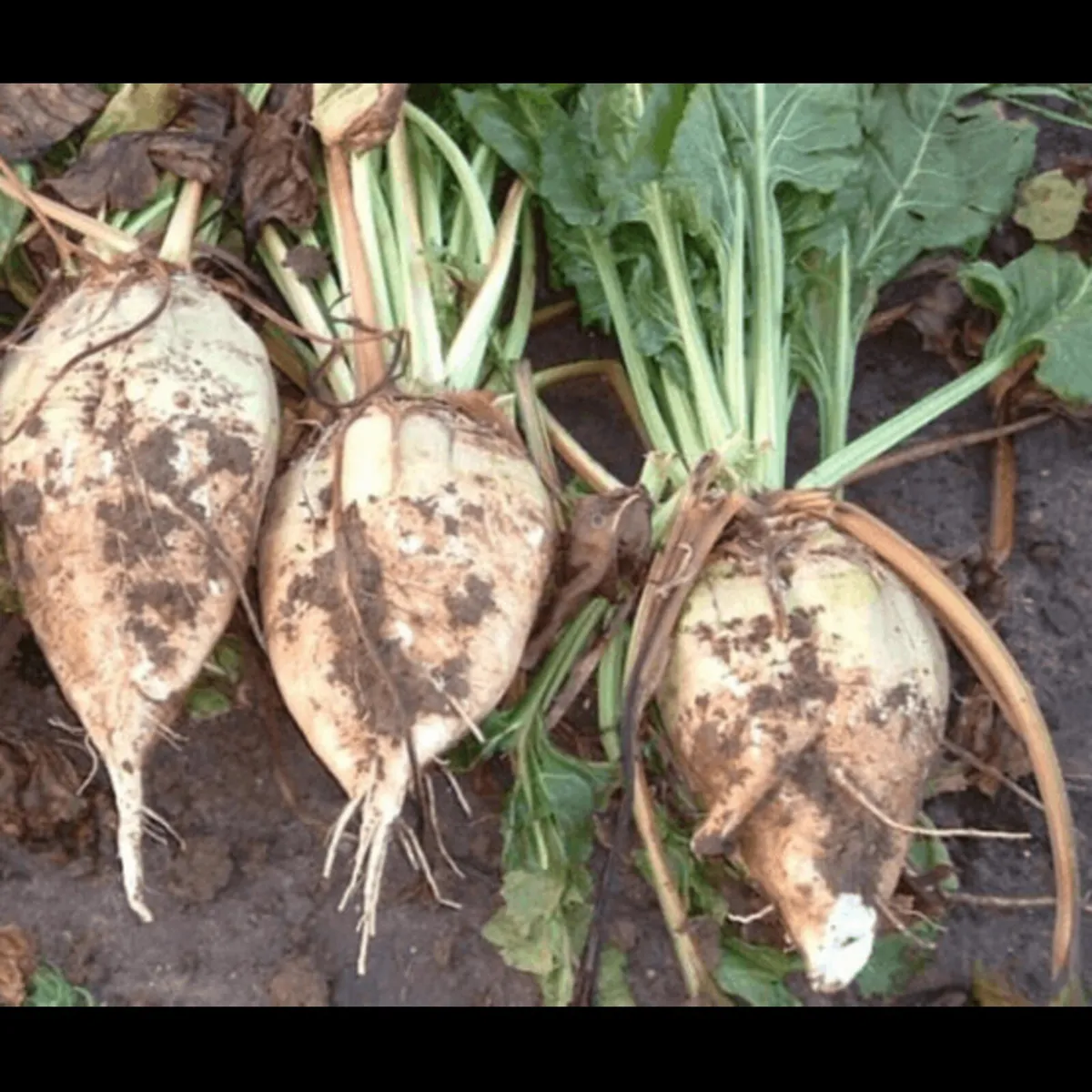 Beet Magnum - Image 1