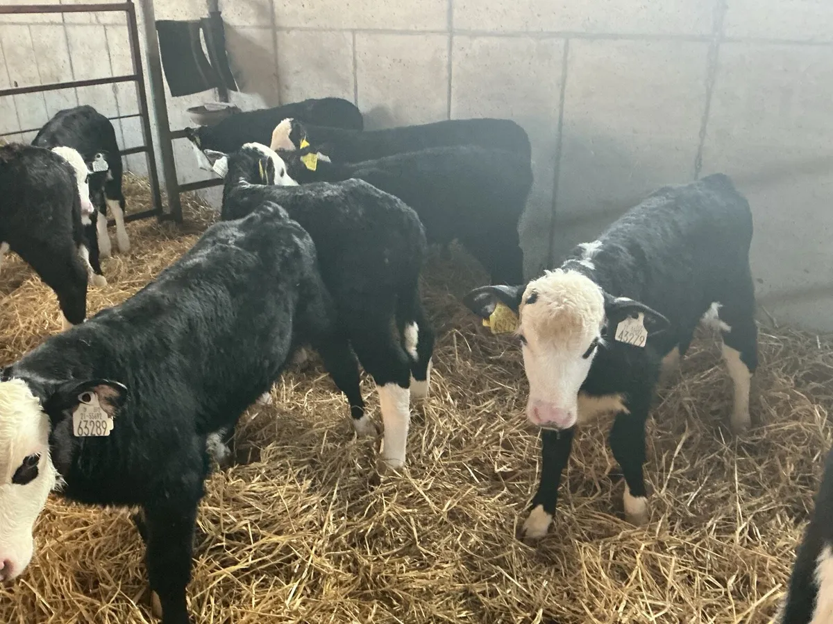 15  Whitehead Bull Calves - Image 2