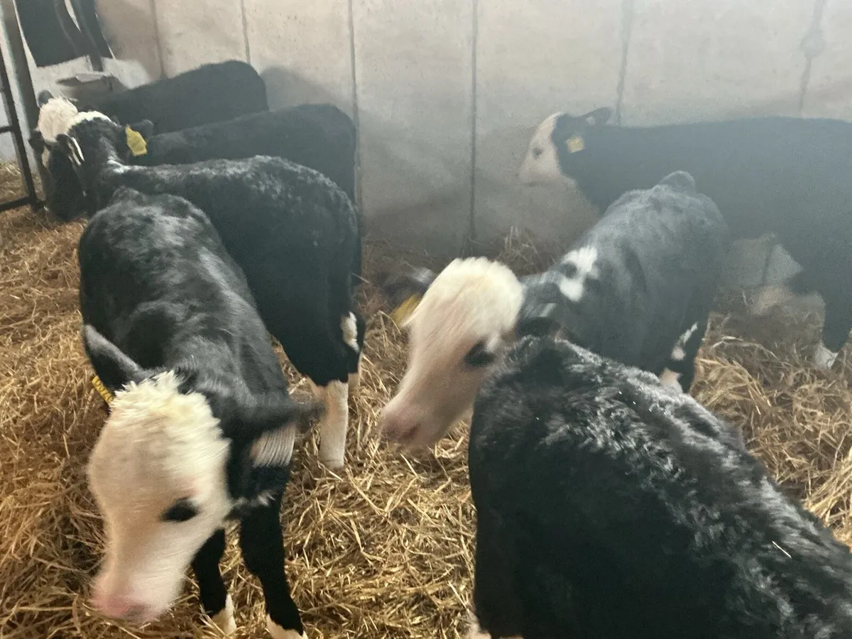 15  Whitehead Bull Calves - Image 3