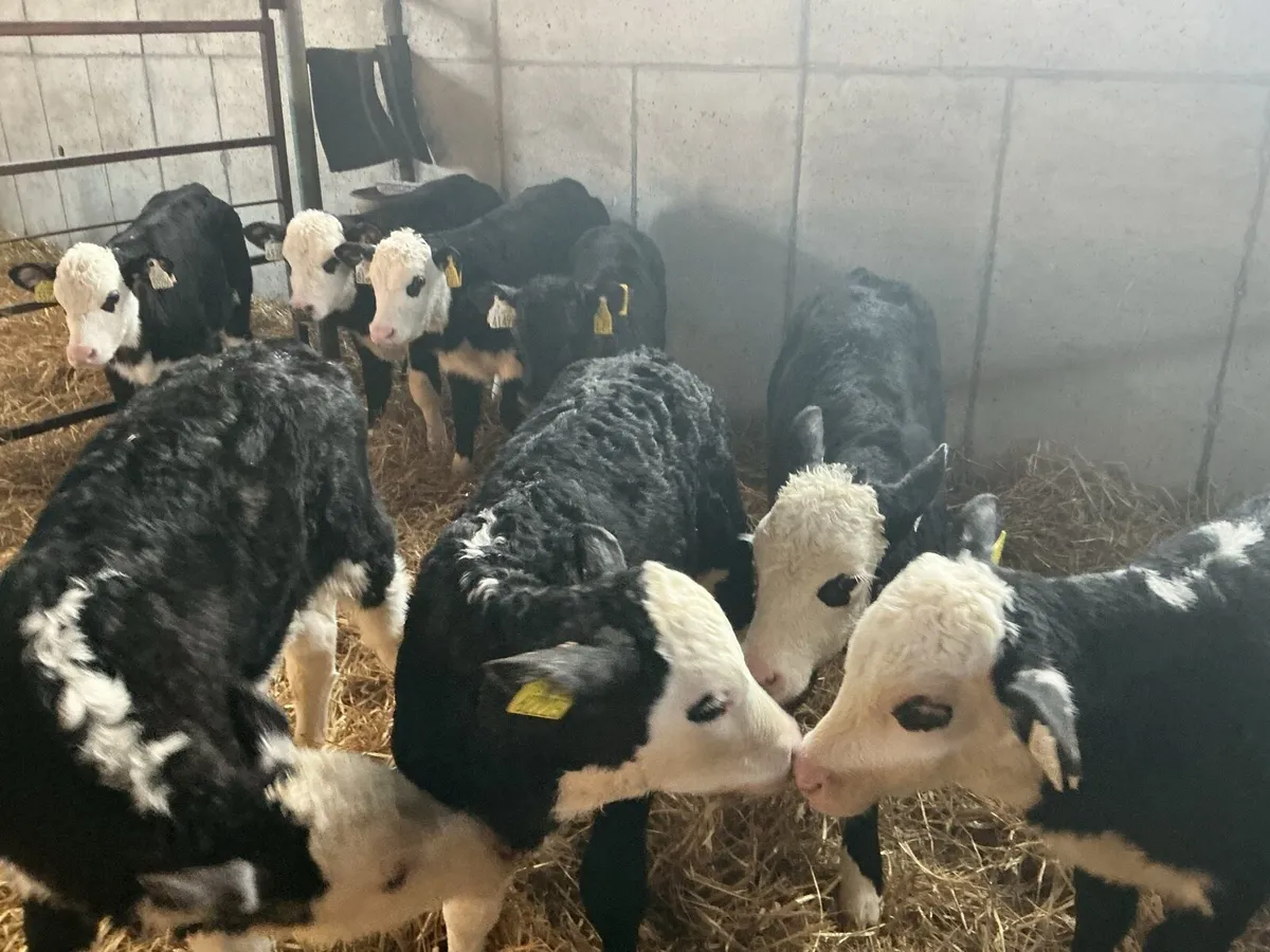 15  Whitehead Bull Calves - Image 1