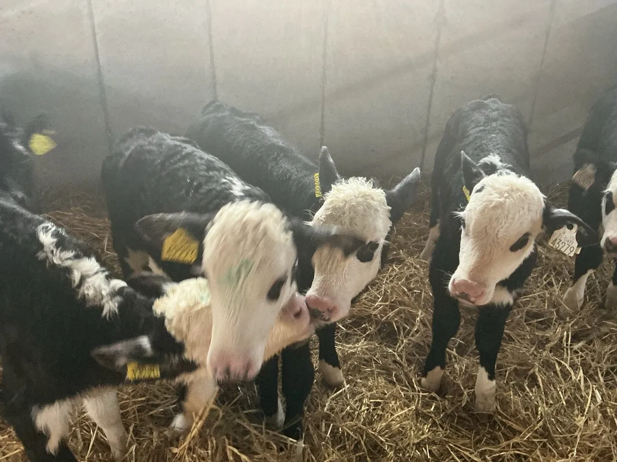 15  Whitehead Bull Calves - Image 4