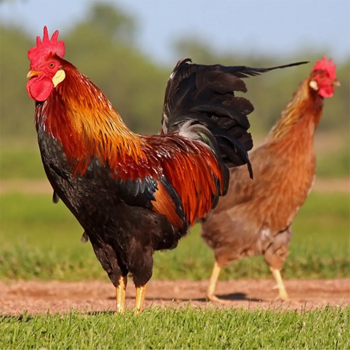 • Point Of Laying Hens • - Image 3