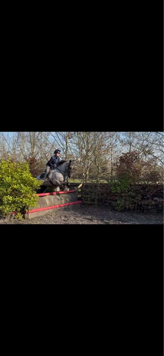 15.2hh Blue Roan Gelding - Image 2