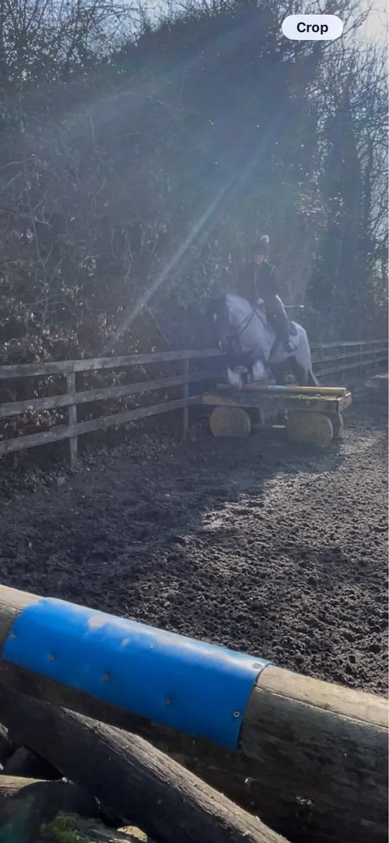 15.2hh Blue Roan Gelding - Image 4