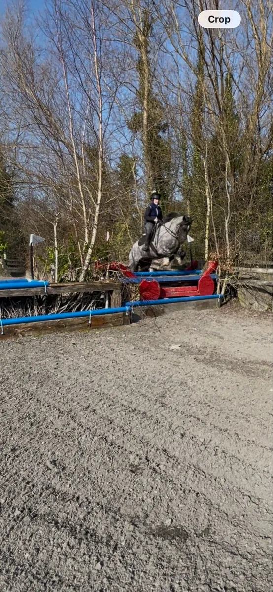 15.2hh Blue Roan Gelding - Image 1