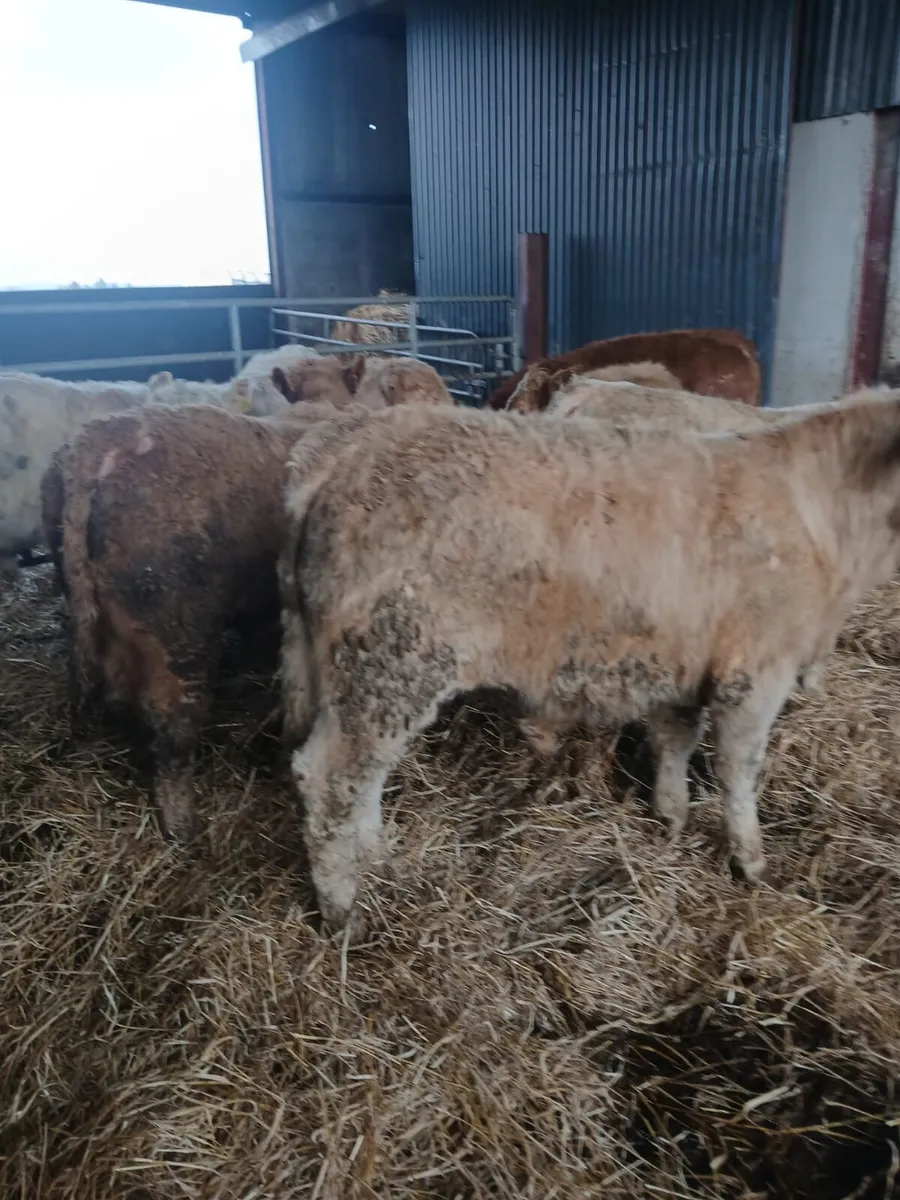 9 Bull Weanlings - Image 3