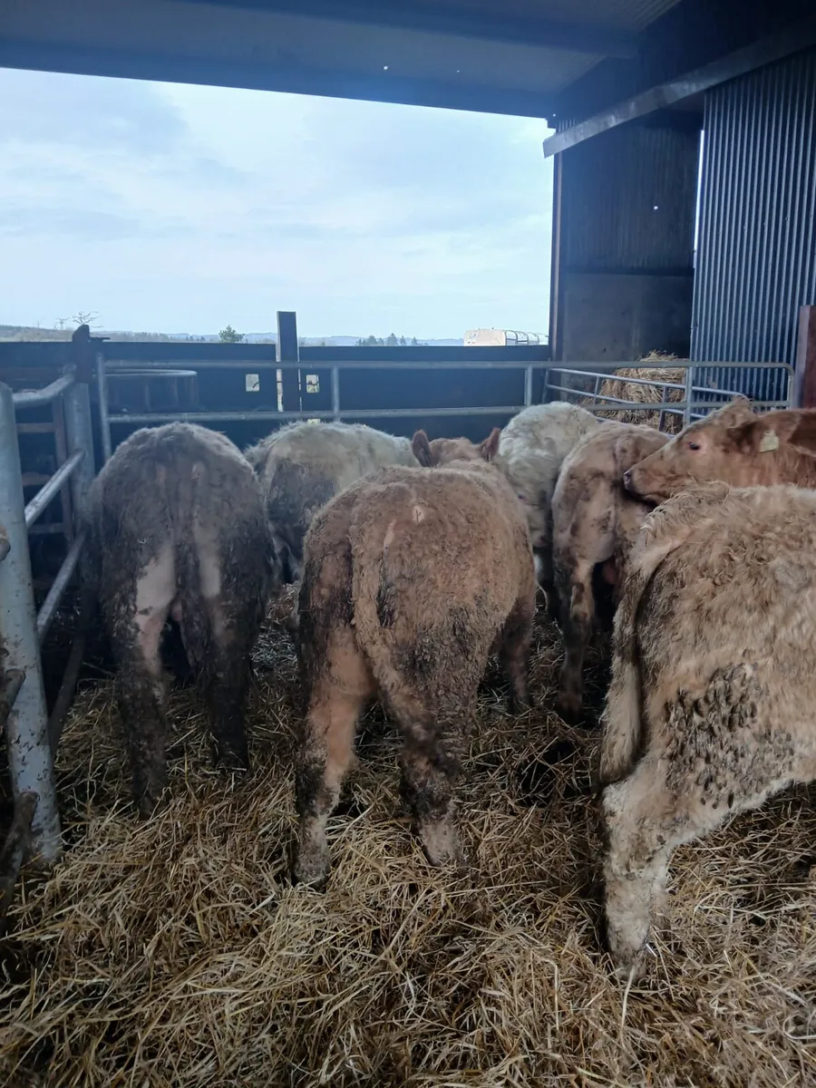 9 Bull Weanlings - Image 4