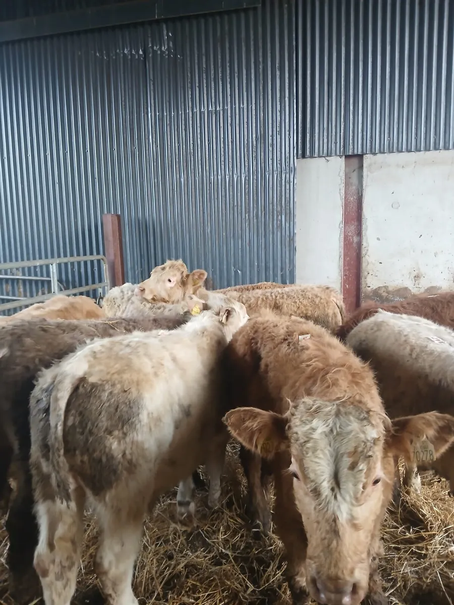 9 Bull Weanlings - Image 1