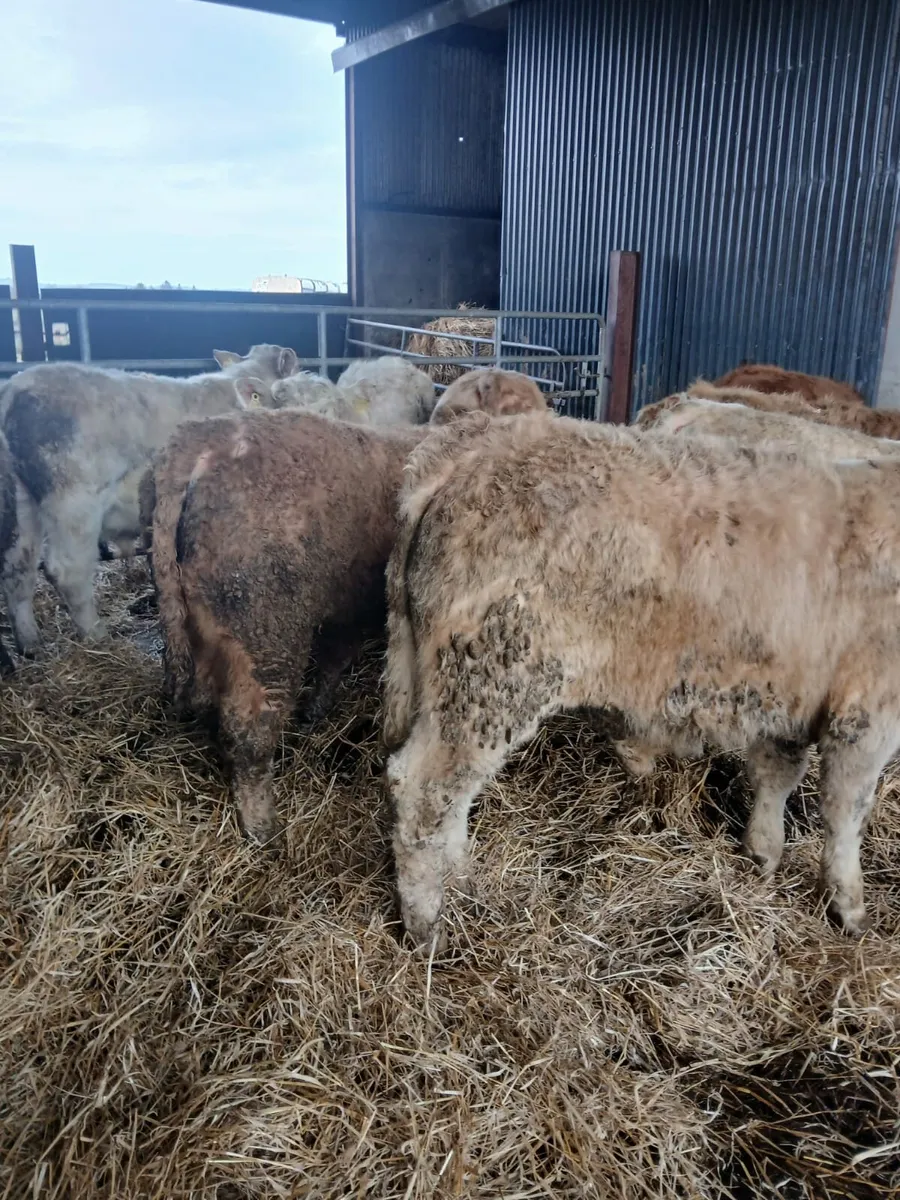 9 Bull Weanlings - Image 2