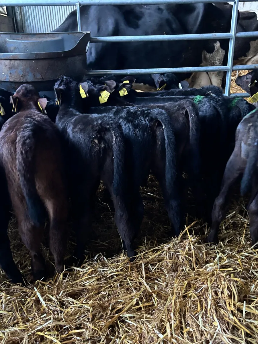 50 ANGUS HEIFERS - Image 1